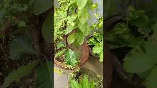 Mini Garden #viralshort #garden #creativegarden #gardendesign #creativegardening #gardenplants