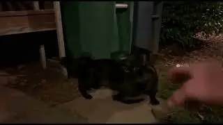 When Black Cats Outsmart Danger in Backyard Hideouts Caught on Camera at Night #cats #shorts
