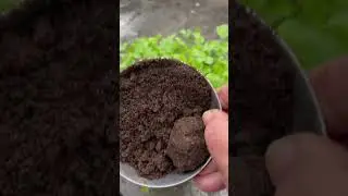 #Care of Coriander plants#organic coriander