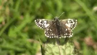 GRIZZLED SKIPPER. Pyrgus malvae taras
