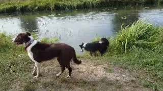 16.09.2018 - Skye mit seinen Töchtern Bonnie (braun-weiß), Sally (red merle) und Runa (blue merle)