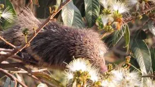Ouri&ccedil;o-cacheiro (Coendou villosus).