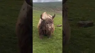 Tibetan Nomadic Yak! 😂😍😱#viralvideo #viralshorts