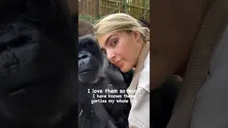 I have known these gorillas my whole  are the only people in the world that have ... #shorts