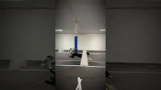 #dogs #dogsports #flyball