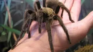 Tarantula Spider Extreme Close-up [HD]