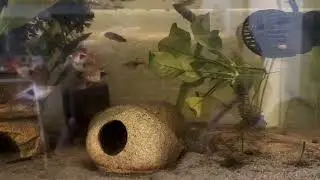Amazon Pufferfish adding a stream pump helped a little with glass surfing !