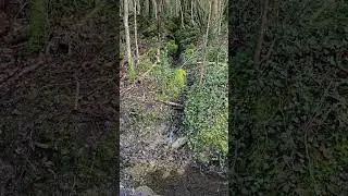 Knockranney Wood Stream, Westport.  15.3.2024