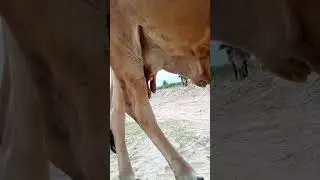 Unbelievable! This Cow Has Just 3 Teats #viral#cows#viralvideos#youtubeshorts#foryoupages #viral
