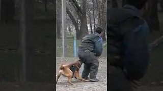😱Oh oh‼️Hard bite. #STRAZHODESSA Dog training Odessa 2024