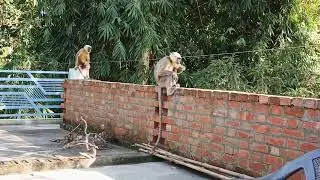 बन्दर को रोटी खिलाते हुए | Monkey Funny Video | Neeraj Kumar Mishra Vlogs #villagevlog #vloginhindi