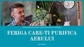 Feriga care-ti purifica aerul din casa!