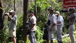 Lion-tailed Macaque (Macaca silenus), Rockjumper Team in Action