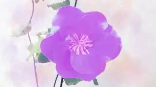 Maemi no Yume - Imagination