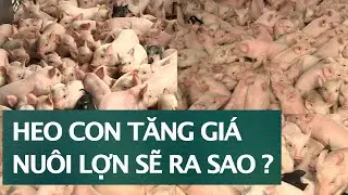 Рост цен на поросят. Разведение свиней для восстановления поголовья в начале года.