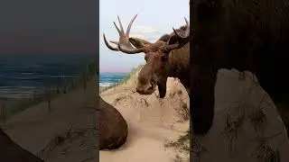 Klingt nach Wildrind, ist aber keins: Der Moschusochse! #shortsfeed #nature