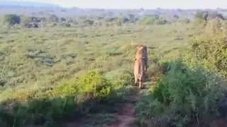 Addo Game Drive