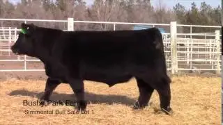 Simmy Bull Sale Lot 1