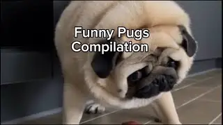 FUNNIEST PUG🤣Videos Compilation of 2025🐶