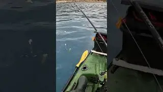 GARGUR(YALANCI İSPAROZ) ALDIM!!! #balıkavı #fishing #viralshort #mersin #kayakfishing #keşfetteyiz