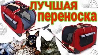 ВЛОГ  Переноска твоей мечты для кошек и собак. Всё они поехали на море. AliExpress / Семья Козырь