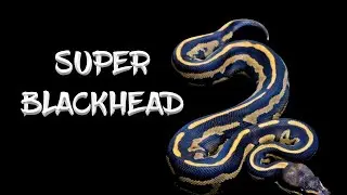 The 'Super Blackhead' Ball Python