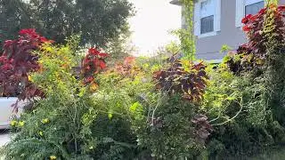 #grass #plants #frontyard #nature #flowers