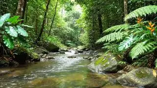 Peaceful Forest Nature Sounds | Bird Sounds for Meditation & Relaxation