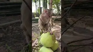Baby monkey wants to eat coconut