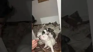 bottle feeding new born english bull terriers!