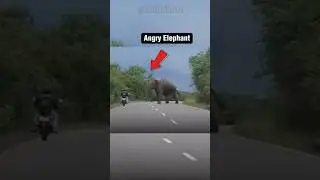 😱&ldquo;Musth&rdquo; Makes Elephants AGGRESSIVE!🐘🔥#elephant #angry