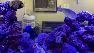 Relaxing Aquarium in office🐟1 Hour Jazz Music for Sleep, Study, or Meditation #fish #asmr 🐠