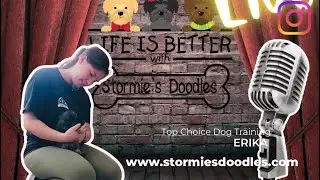 Training + Culture Thursday | Stormie&rsquo;s Doodles