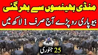 Murrah Buffalo For Sale Latest Video | Buffalo Fresh Rates Update 2026 | Buffalo Mandi 2026 ! 