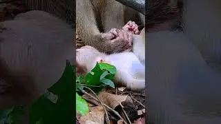 Lucie cried no hug mom Luna |#monkey  #monkeybab #animals