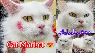 Cats Kittens Market Pakistan | Sunday Saddar Cats Market | Persian Cat | Cat Market | 27-7-25 #cat