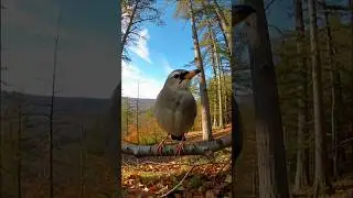 Singing Bird in the Forest 🌲 Peaceful Morning Sounds of Nature #релакс #пташки #birds