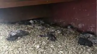 Utah Pigeon Control