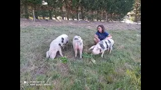 le porc de bayeux