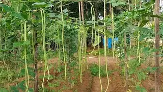 How to make vertical payarukrshi,വെർട്ടിക്കൽ പയർ കൃഷി