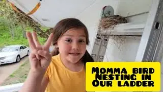 Momma bird nesting in the ladder/baby birds life stages