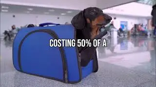 Traveling with your pet on SNCF?