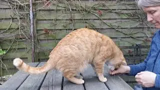 Freddie lernt das Kinn-Target