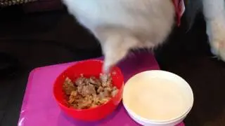 Dog 