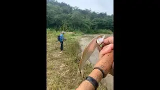 Fly Fishing Malaysia: Sikang Juvenile Jelebu, N9