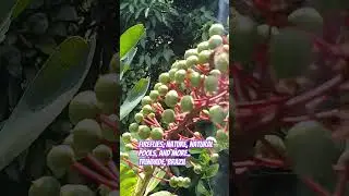 Fireflies, nature, natural pools, and more.. trindade, brazil