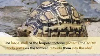 11 Facts You Should Know About Leopard Tortoise