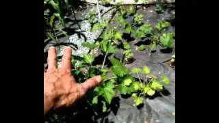 SG #77 Mr.Paka Updates Pumpkins, and plans for the garden