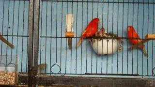 Canary (Red Factor) Feeding Time for the Young