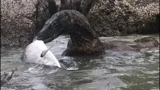 Komodo even dived into the water to get stranded fish👍🏻👏🏻😱
